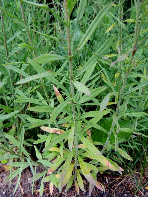 Linaria vulgaris - keltakannusruohon lehtilapa on varsinkin alempana suikea tai kapean vastapuikea ja ylempänä lähes tai aivan tasasoukka sekä lähinnä sinivihreä. Se on tavallisesti noin 2-6 cm pitkä ja noin 1-8 mm leveä. EH, Hämeenlinna, Pullerinmäki, Mäkelän teollisuusalue, Takumäentien laitaruohikko Tölkkimäentien risteyksen itäpuolella, 29.6.2013. Copyright Hannu Kämäräinen.