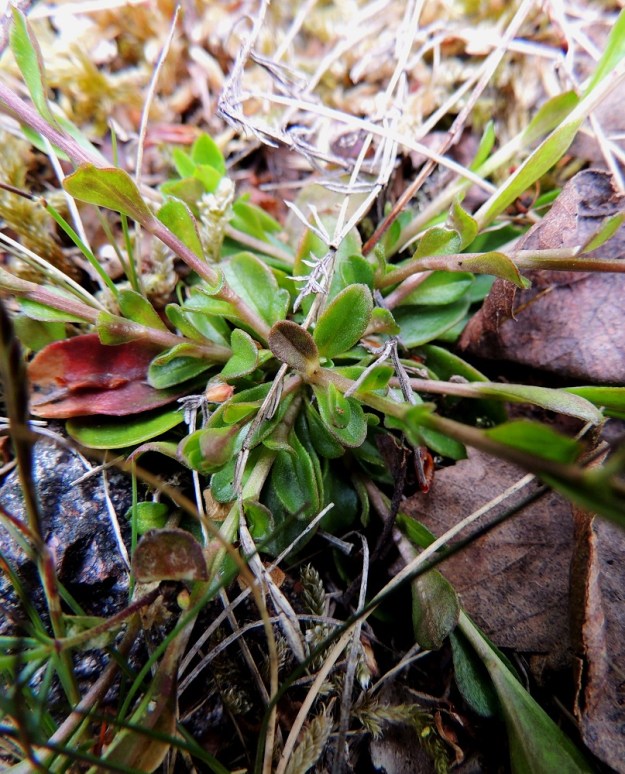 Polygala amarella - katkeralinnunruohon varsien alaosassa olevat lehdet ovat useimmiten vastapuikeat tai soikeahkot ja lyhyet. A, Lemland, eteläpää, Björkö, Herröskatanin luonnonsuojelualue, keskiosan kallioketoalue, Venäjän vallan aikaisen kivirakennelman reunustaman kallion päällys 26.5.2013. Copyright Hannu Kämäräinen.