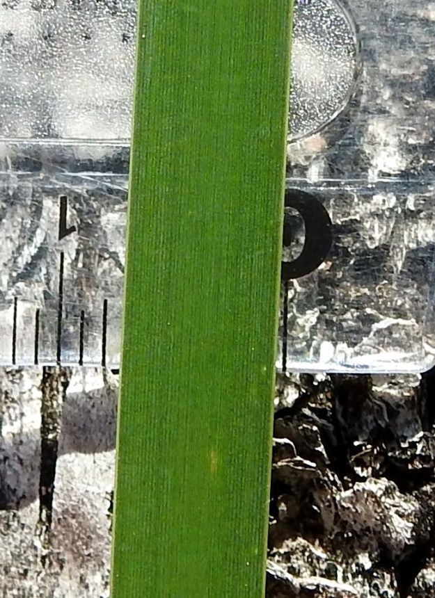 Typha angustifolia - kapeaosmankäämin lehtilapa on silposuoninen, ehytlaitainen ja litteä sekä jäykkä, hohkainen ja kalju. Se on tavallisesti noin 3-7 mm leveä. 11.7.2023. Copyright Hannu Kämäräinen.