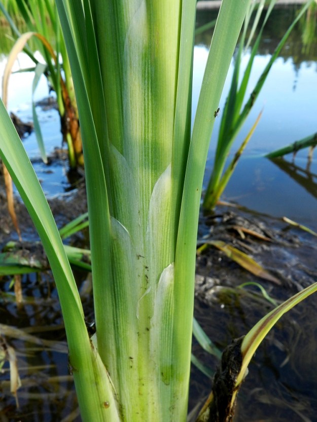 Typha latifolia - leveäosmankäämin lehtien tupet ovat toiselta sivulta avoimet, kalvoreunaiset ja kielekkeettömät. EH, Hämeenlinna, Sairio, Vanajaveden koillisranta rautatiesillan kaakkoispuolella, pitkospuisen rantapolun varsi, 27.7.2012. Copyright Hannu Kämäräinen.