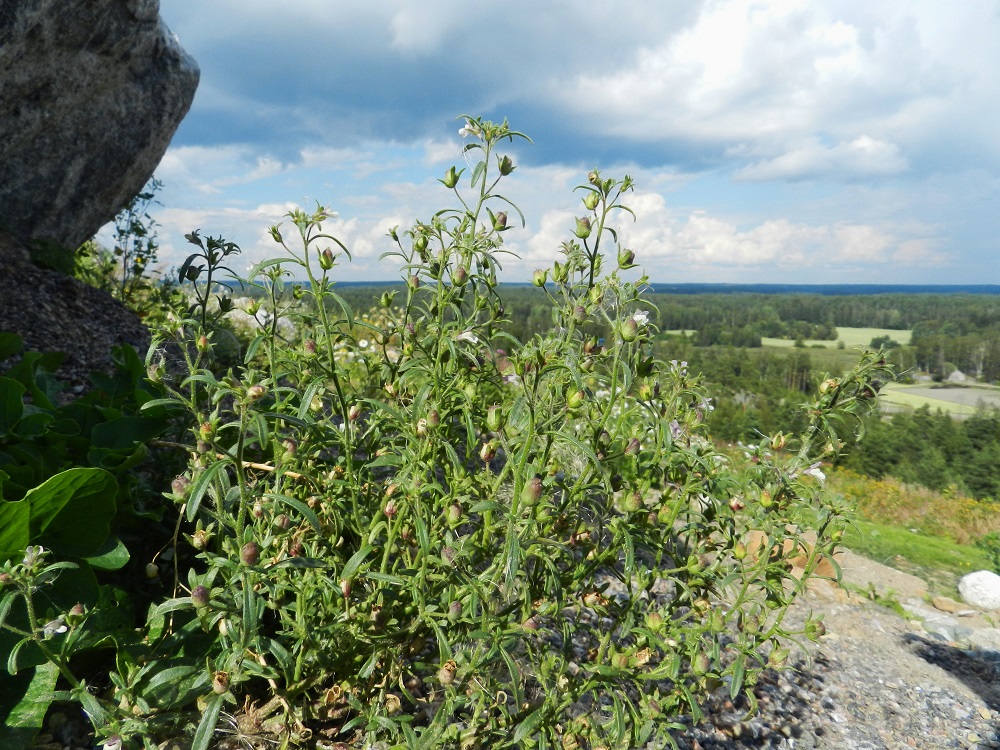 Chaenorhinum minus - (pikku)kissankita on Suomessa harvinaisehko, vakiintunut uustulokas, joka on runsaimmillaan eteläisessä Suomessa. Kasvupaikkoina ovat lähinnä ratapihat, satamat, teollisuus- ja lastausalueet, maankäsittelyalueet, kadut ja tienvarret, laatoitusten ja kiviportaiden raot sekä puutarhat. U, Helsinki, Vuosaari, n. 60 ha:n laajuisen täyttömaakummun, Vuosaarenhuipun keskiosan lakialue, 18.8.2012. Copyright Hannu Kämäräinen.