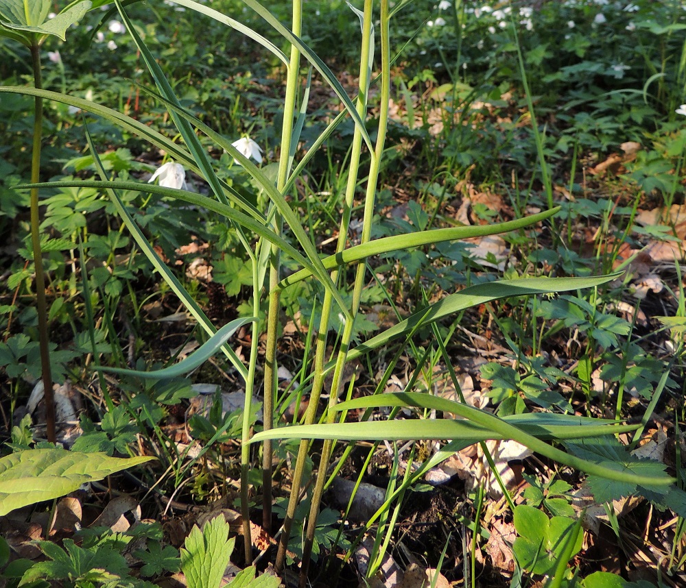 Fritillaria meleagris - kirjopikarililjan lehdet ovat ruodittomia. Lapa on lähes tai aivan tasasoukka ja suippokärkinen sekä tavallisesti noin 6-13 cm pitkä ja leveimmältä kohtaa noin 0,5-0,8 cm leveä. 25.5.2013. Copyright Hannu Kämäräinen.