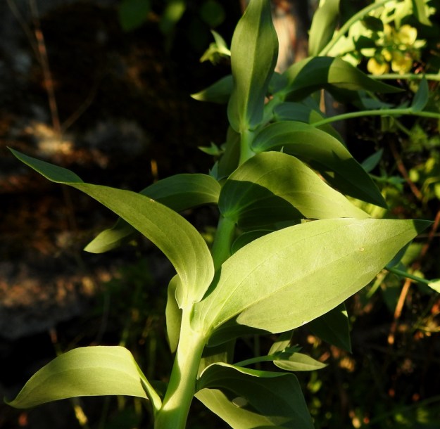 Linaria genistifolia subsp. dalmatica - isohärmäkannusruohon lehdet ovat ruodittomuuden lisäksi sepivät eli niiden tyvi kiertää vartta osittain. 27.6.2018. Copyright Hannu Kämäräinen.