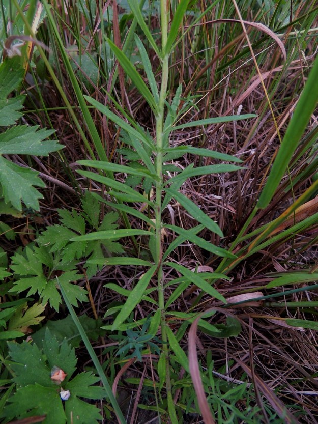 Linaria repens - juovakannusruohon lehdet ovat ruodittomat ja erityisesti varren alaosassa kiehkuroina ja ylempänä kierteisesti. Lehtilapa on varsinkin alempana suikea tai kapean vastapuikea ja ylempänä lähes tai aivan tasasoukka. Se on tavallisesti noin 1-4 cm pitkä ja noin 1-4 mm leveä. V, Masku, Luolavuori, Lietsalantien (tie 1893) laiteet Seikelän koulun ja päiväkodin kohdalla, 12.7.2014. Copyright Hannu Kämäräinen.