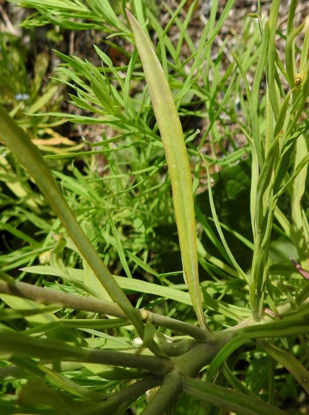 Linaria vulgaris - keltakannusruohon lehtilavan kärki on terävä ja tyvi suippeneva mutta ruoditon. EH, Hämeenlinna, Loimalahti, Sampo, Sammonojantien ja Ali-Raakkulantien kulmauksessa olevan entisen peltoalueen laide, 14.7.2018. Copyright Hannu Kämäräinen.