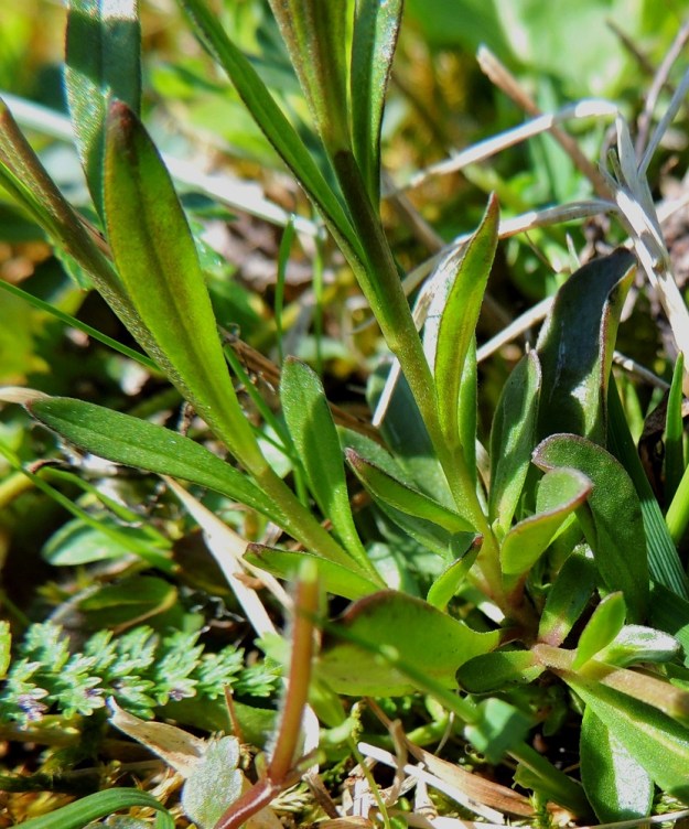 Polygala amarella - katkeralinnunruohon ylemmät varsilehdet ovat lähinnä suikeat tai hyvin kapean vastapuikeat. Kaikki lehdet ovat vihreät, ehytlaitaiset ja muuten kaljut mutta laidoiltaan hyvin lyhytkarvaiset sekä lajinimensä mukaisesti karvaan makuiset. Varsilehdet ovat tavallisesti noin 5-25 mm pitkät ja leveimmältä kohtaa noin 1-5 mm leveät. 27.5.2013. Copyright Hannu Kämäräinen.