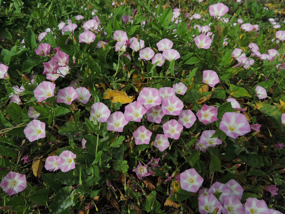 Convolvulus arvensis - peltokierto on Suomessa vakiintunut uustulokas, jota on tavattu etelästä päin noin Oulun Pohjanmaan ja Kainuun eliömaakuntiin saakka. Se on kaiken kaikkiaan harvinainen tai harvinaisehko ja runsaimmillaan Ahvenanmaalla sekä eteläisimmässä Suomessa. Kasvupaikkoina ovat lähinnä tien- ja radanvarret, satamat, viljavarastoalueet, vanhat kasarmi- ja linnoitusalueet, joutomaat, maankäsittelyalueet, puutarhat ja pihat. 12.7.2014. Copyright Hannu Kämäräinen.