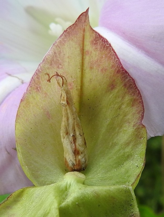 Convolvulus dahuricus - punakarhunköynnöksen laajatkin kasvustot ovat usein yhtä ja samaa, suikertavan juurakon synnyttämää yksilöä. Näin hyönteisten suorittama eri yksilöiden välinen ristipölytys jää toteutumatta. Kartiomaisen pallomainen kota jää kehittymättä ja verhiö kuihtuu paikalleen. 15.8.2022. Copyright Hannu Kämäräinen.