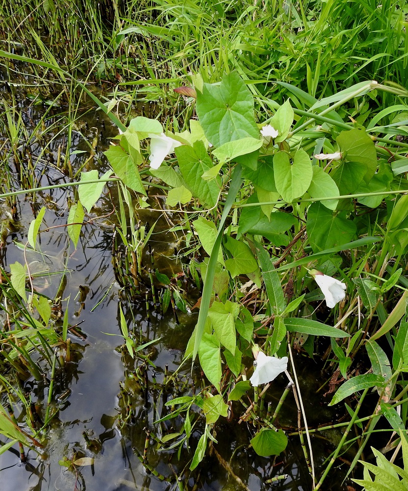 Convolvulus sepium - valkokarhunköynnös voi kasvaa rantakasveihin kietoutuneena vaikka veden päällä, mutta sen juuristo on kaivautunut rantamaahan vesirajan yläpuolelle. EH, Hattula, Pelkola, Lehijärven länsirannan Haikonlahti, vene- ja uimarannan laide, 22.7.2020. Copyright Hannu Kämäräinen.