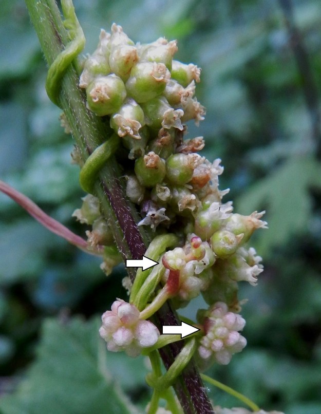 Cuscuta europaea subsp. europaea - humalanvieraan lankamainen varsi näyttää lähemminkin tarkasteltuna täysin lehdettömältä. Sitä se ei kuitenkaan ole, sillä monikukkaiset kukinnot ovat lehtihankaisia. Hankalehdet ovat lähinnä suomumaiset, kolmiomaiset, ruskeat ja kaljut sekä noin 2,5-3 mm pitkät ja tyveltään noin pituutensa levyiset. Lehti (merkitty kuvassa nuolella) jää piiloon kukinnon alapuolelle. EH, Hämeenlinna, Keinusaari, Varikonniemen etelätyvi, Vanajaveden rannan ulkoilureitin laide, 14.8.2011. Copyright Hannu Kämäräinen.
