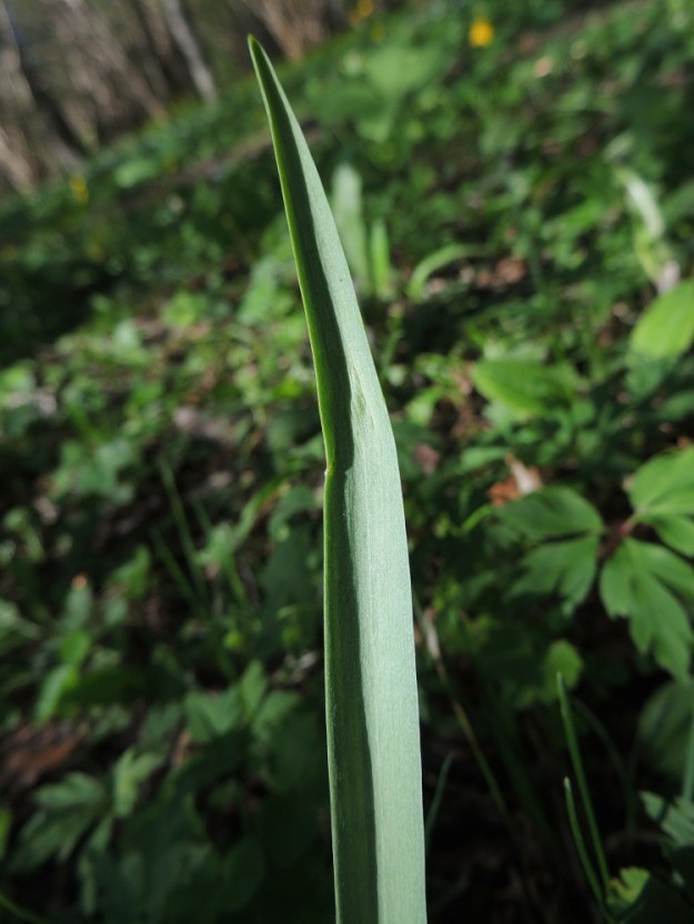 Fritillaria meleagris - kirjopikarililjan lehti on lähinnä harmaanvihreä, ehytlaitainen, silposuoninen ja kalju sekä varsinkin kärkiosastaan kouruinen. 25.5.2013. Copyright Hannu Kämäräinen.