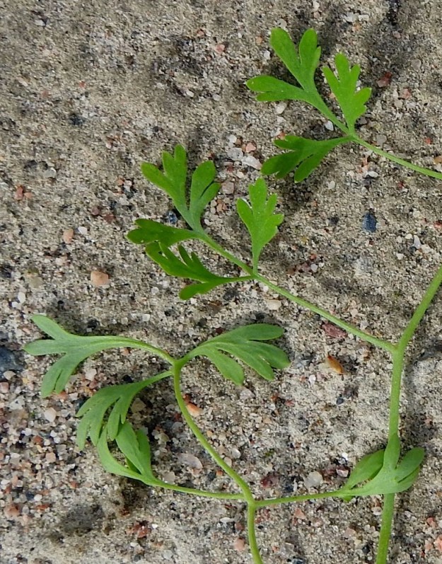 Fumaria officinalis - peltoemäkin uloimmat lehdykät ovat noin 5-15 mm pitkät ja epäsäännöllisesti liuskaiset. Liuskat ovat suikeat, tasasoukat tai kapean vastapuikeat ja useimmiten noin 0,5-3 mm leveät. 9.8.2023. Copyright Hannu Kämäräinen.
