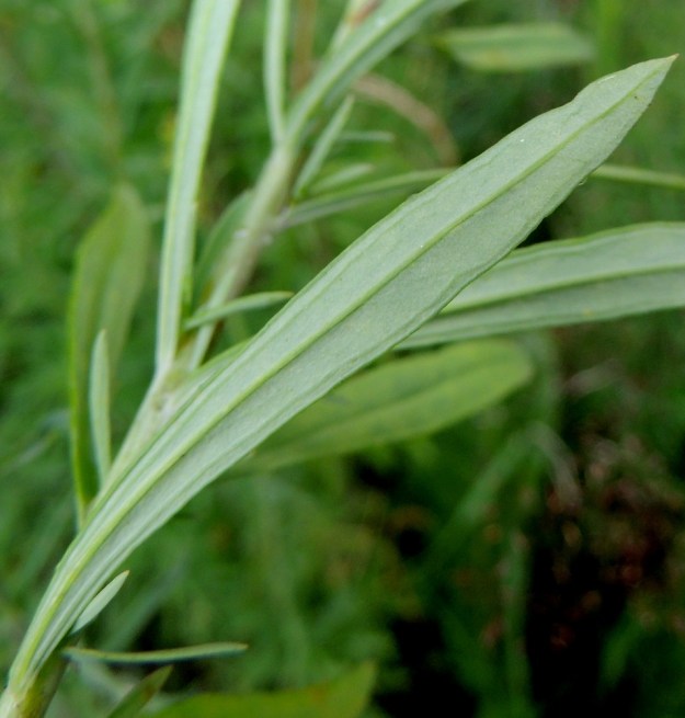 Linaria vulgaris - keltakannusruohon lehti on molemmin puolin kalju ja laidoiltaan ehyt sekä kapeasti alaspäin kiertynyt. EH, Hämeenlinna, Pullerinmäki, Mäkelän teollisuusalue, Takumäentien laitaruohikko Tölkkimäentien risteyksen itäpuolella, 29.6.2013. Copyright Hannu Kämäräinen.