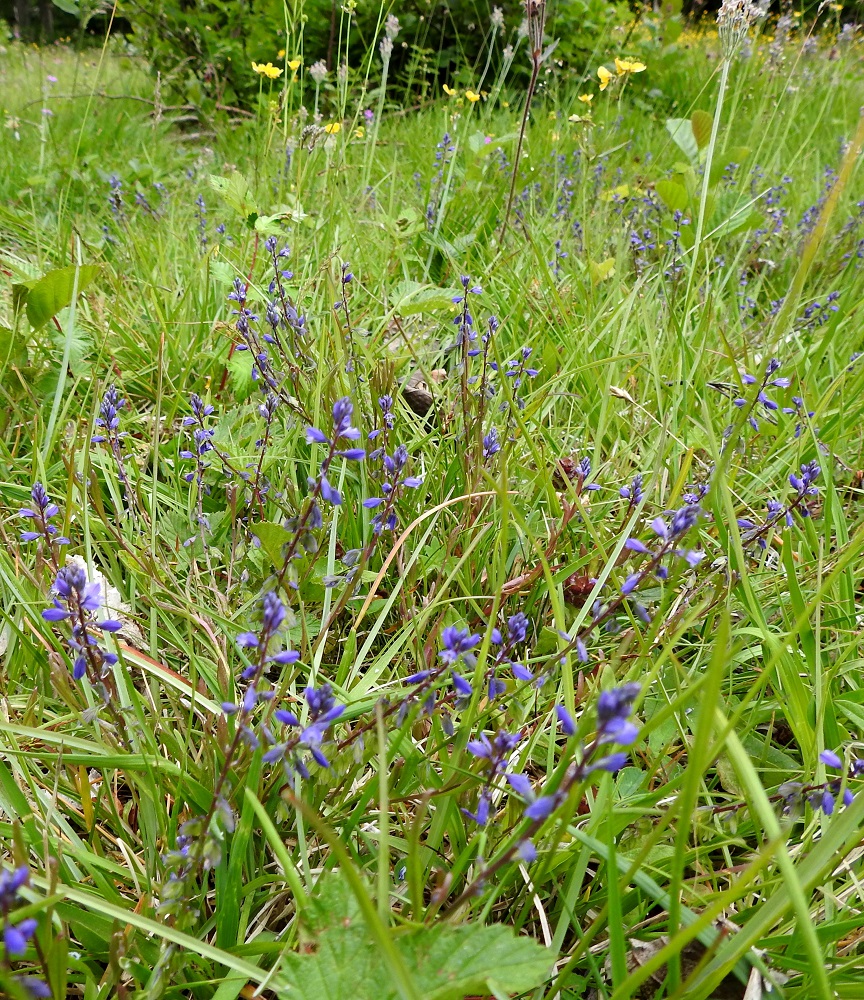 Polygala amarella - katkeralinnunruoho on Suomessa alkuperäinen laji, joka on yleinen vain Ahvenanmaalla. Se on harvinainen tai hyvin harvinainen kuudessa Manner-Suomen eliömaakunnassa. Kasvupaikkoina ovat lähinnä tuoreet ranta- ja lehtoniityt, kuten kuvassa, toisinaan myös letot, kallioiset kedot ja erilaiset pientareet. Laji on kalkinsuosija ja esiintymisalueillaan harvinaistunut. Uhanalaisarvioinnissa se on todettu vaarantuneeksi lajiksi (VU). 18.6.2023. Copyright Hannu Kämäräinen.