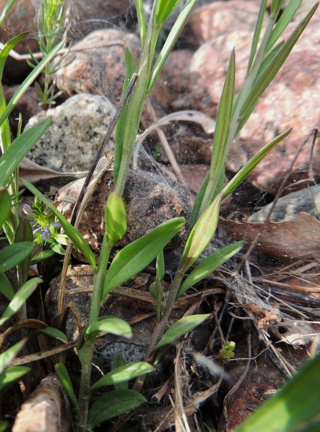Polygala vulgaris - isolinnunruohon lehdet ovat varrella kierteisesti. Tyviosan yläpuoliset lehdet ovat ruodittomat ja suikeat. Kaikki lehdet ovat päältä vihreät ja alta vihreät tai harmaanvihreät. Pituutta niillä on tavallisesti noin 5-30 mm ja leveyttä leveimmältä kohtaa noin 1-6 mm. Varret ovat hieman särmikkäät ja lyhyesti karvaiset tai kaljuhkot. A, Lemland, eteläpää, Björkö, Herröskatanin luonnonsuojelualue, kivikkoinen ja kallioinen rantaketo, 30.5.2013. Copyright Hannu Kämäräinen.