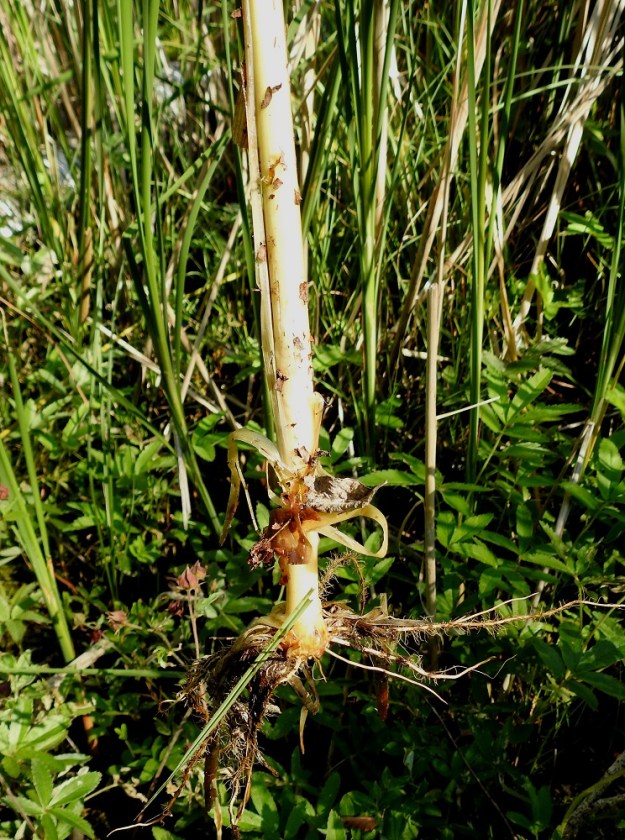 Typha angustifolia - kapeaosmankäämin vaakatasossa levittäytyvästä juurakosta nousevat ruokomaisen jäntevät ja kaljut varret sekä lehtituppaat. Kapeaosmankäämin, samoin kuin leveäosmankääminkin nuorten versojen sisäosa on hyvänmakuinen ja sellaisenaan tai parsan tavoin kypsennettynä syötävä. Se sisältää A-, B- ja C-vitamiineja tärkeitä kivennäisaineita maun muistuttaessa mantelin, kurkun ja piparjuuren makuja. 11.7.2023. Copyright Hannu Kämäräinen.