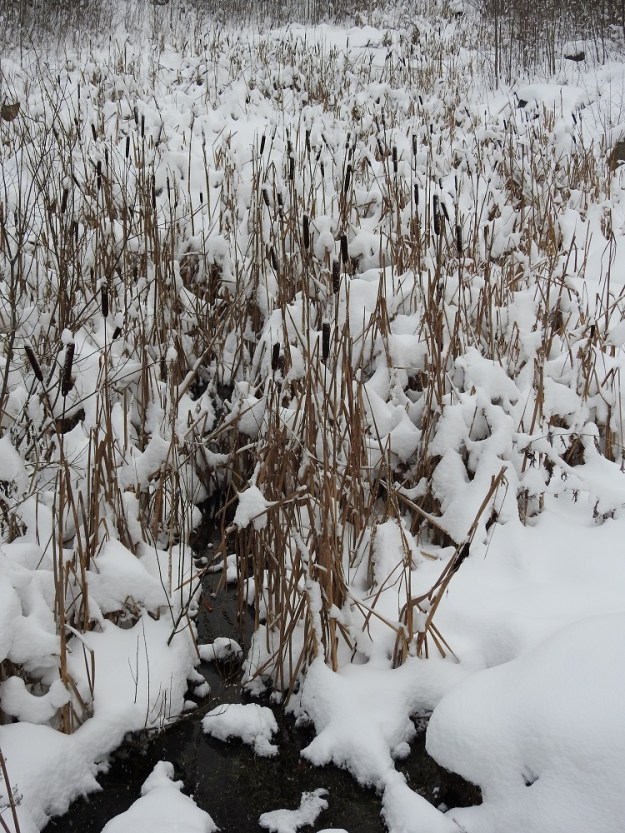 Typha latifolia - leveäosmankäämin tanakat varret ja emikukinto-osa jäävät törröttämään talven yli. Talven aikana pähkylät lopullisesti kypsyvät ja sen myötä kukintopatukka rävähtää auki ja hajoaa. Pähkylät kierivät tuppaina ja lentävät kehäkarvojensa avulla usein esteettä pitkin keväthankia täydentäen näin kasvullista levittäytymistä. EH, Hämeenlinna, Loimalahti, Sampo, Sammonoja, ojanvarren lammikko itäisemmän, ojan ylittävän kävelysillan itäpuolella, 14.12.2023. Copyright Hannu Kämäräinen.