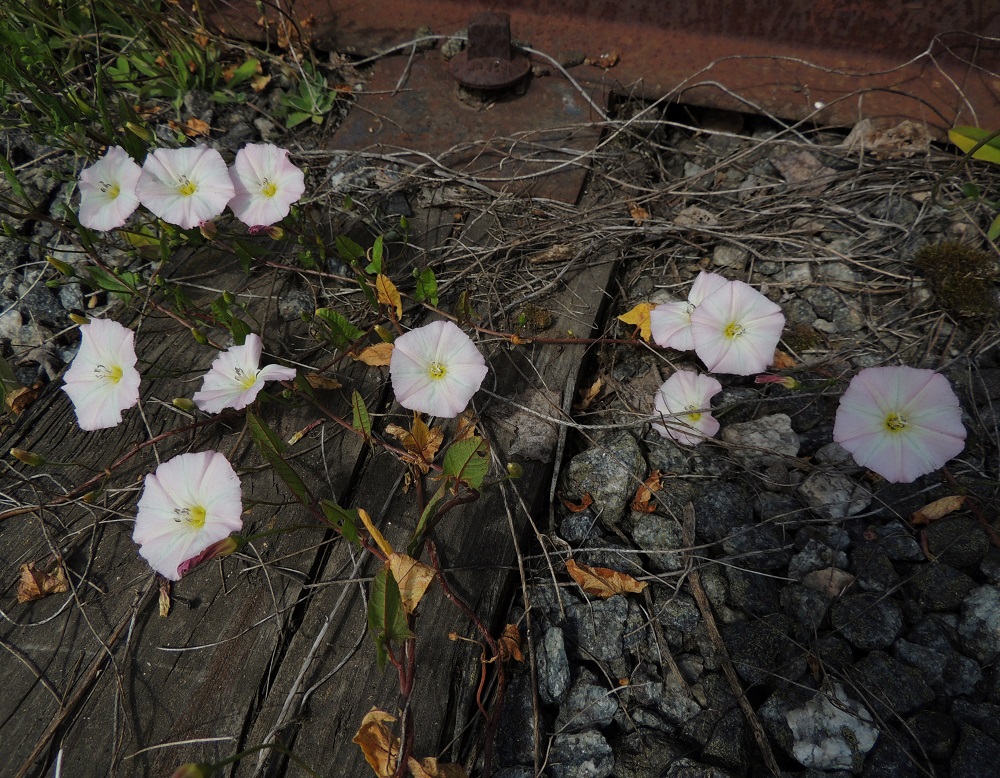 Convolvulus arvensis - peltokierto on nimestään huolimatta Suomessa pysynyt pois viljelyksiltä lähes kokonaan. Maailmanlaajuisesti se on kuitenkin vaikeasti torjuttava rikkakasvi, jonka syvälle peltomaahan tunkeutuvaa juuristoa on käytännössä mahdoton poistaa. Peltokierrolle riittää kasvualustaksi ratasepelikin ja sen alla oleva soramaa. Haarojen kärkiosassa olevat lehdet muistuttavat ulkomuodoltaan keihäänkärkiä. Ne ovat yleensä noin 1,5-3 cm pitkiä ja leveimmältä kohtaa noin 0,5-1,5 cm leveitä. 12.7.2014. Copyright Hannu Kämäräinen.