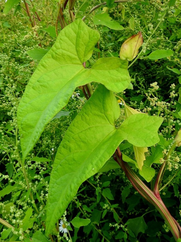 Convolvulus dahuricus - punakarhunköynnöksen lehtilapa on herttamainen, kolmiomainen tai pyöristyneen kolmiomainen. Kärki on lyhyemmin tai pitemmin suipon terävähkö ja laidat ovat ehyet. Lapa on varren kärkiosan alapuolella tavallisesti noin 5-15 cm pitkä ja tyven leveimmältä kohtaa noin 3-12 cm leveä. 15.8.2022. Copyright Hannu Kämäräinen.