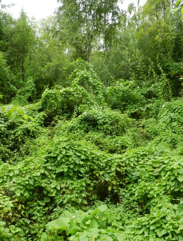 Convolvulus sepium - valkokarhunköynnös voi juuriston levittäytymisen jälkeen kasvattaa yhden kesän aikana esimerkiksi rantametsiin niin tiiviin kasvimassan, ettei siitä pääse mitenkään läpi. Syksyllä varret kuolevat ja keväällä kaikki alkaa taas alusta, mahdollisesti vielä laajemmalla alueella. EH, Hämeenlinna, Keinusaari, Varikonniemen rehevä luoteislaita, Vanajaveden rantametsikkö, 14.8.2011. Copyright Hannu Kämäräinen.