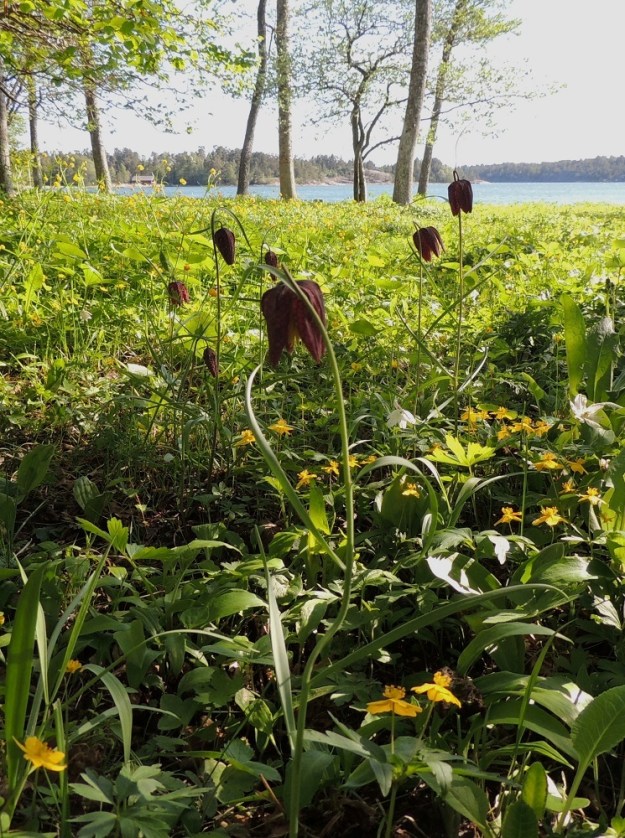 Fritillaria meleagris - kirjopikarililja on Suomessa harvinainen uustulokas ja viljelykarkulainen. Tulokkaaksi sen voi luokitella vain Ahvenanmaalla, jossa sen luonnonkasvupaikat ovat lähinnä rehevissä rantalehdoissa ja -niityillä. Ahvenanmaallakin aika iso osa tavatuista yksilöistä lienee istutusperäisiä tai puutarhakarkulaisia. Muutamia karkulaishavaintoja on myös Manner-Suomesta. Ahvenanmaalla laji on rauhoitettu. 25.5.2013. Copyright Hannu Kämäräinen.