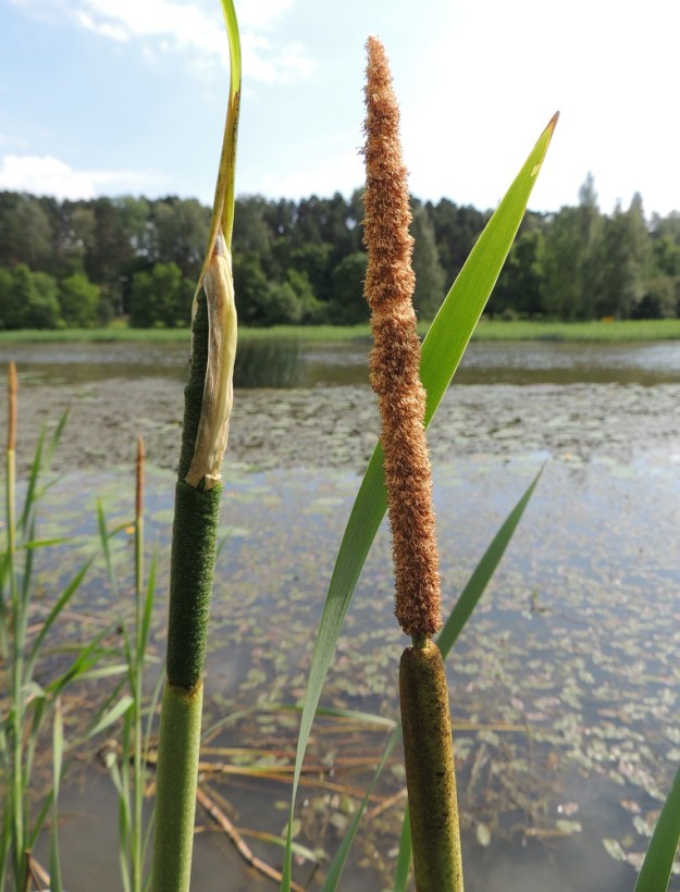 Typha xglauca - iso-osmankäämi (kuvassa oikealla) on kapeaosmankäämin, T. angustifolia ja leveäosmankäämin risteymä, joka voi esiintyä myös itsenäisesti. Sen kukinto muistuttaa aika paljon leveäosmankäämin kukintoa, ja emikukinto-osakin on lähes samaa leveysluokkaa. Hede- ja emikukinnot ovat kuitenkin lähes aina hieman erillään toisistaan. Kuvassa vasemmalla näkyvä kukinto saattaa olla puhtaan leveäosmankäämin. Osmankäämien hede- ja emikukinnot ovat aluksi vihreät. Vasemmalla olevassa kukinnossa näkyy hyvin myös suojuslehtien rakenne. U, Porvoo, keskustan luoteispuoli, Porvoonjoen rantavesi Maarin vesialueen kohdalla, 30.6.2016. Copyright Hannu Kämäräinen.
