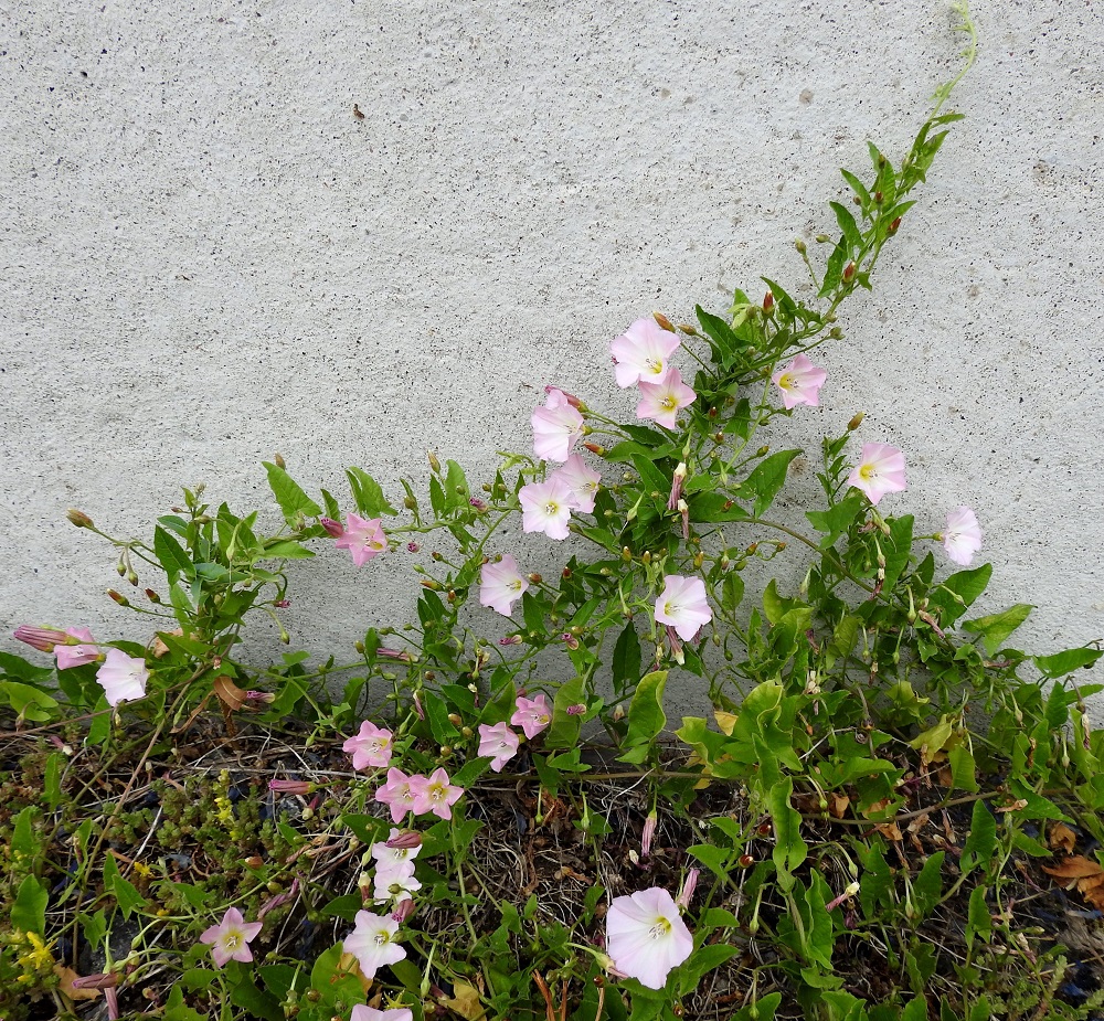 Convolvulus arvensis - peltokierto onnistuu joskus tukea vasten (kuvassa viljavarastorakennuksen seinä) kietomaan omista varsistaankin monijalkaisen tukirakenteen, jonka avulla latvat nousevat korkeammalle. Teriöt ovat auki vain päivän valoisimman ajan. Synkemmän pilvisyyden tai sateen vallitessa ne eivät aukene ollenkaan. Ilman sulkeutumismahdollisuutta tiivis, suppilomainen rakenne olisikin altis vesipisaroille, jotka helposti huuhtoisivat meden ja siitepölyn kukista. Kuvassa seuralaisena on keltamaksaruoho, Sedum acre. 26.6.2019. Copyright Hannu Kämäräinen.