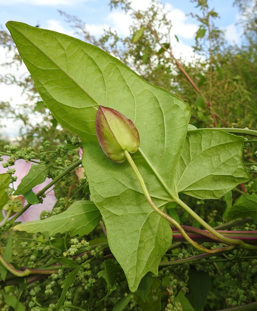 Convolvulus dahuricus - punakarhunköynnöksen lehtilapa on kalju ja vihreä tai tummanvihreä sekä alta vähän vaaleampi. Tyvilovi on syvä, väljä ja pyöreähkö. Sen molemmin puolin olevat tyviliuskat ovat leveät ja kulmikkaat tai isohampaiset. Lehtiruoti on kärkilehtiä lukuun ottamatta yleensä noin 2-10 cm pitkä. 15.8.2022. Copyright Hannu Kämäräinen.