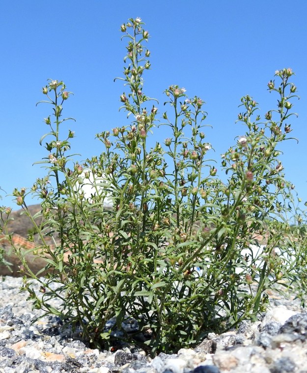 Chaenorhinum minus - (pikku)kissankita on yksivuotinen, pysty ja tavallisesti noin 5-20 cm korkea. Se on yksivartinen tai jo tyveltä alkaen monivartinen. U, Helsinki, Laajasalo, Kruunuvuorenranta, Koirasaarentien päästä entisen öljysataman laiturille vievän tieuran varsi, 21.7.2022. Copyright Hannu Kämäräinen.