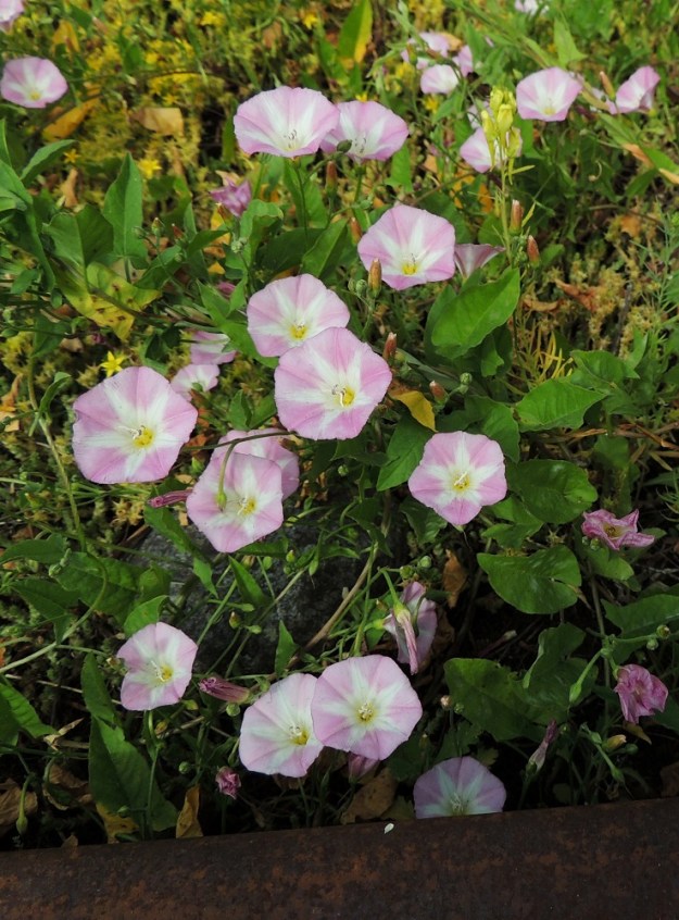 Convolvulus arvensis - peltokierto on monivuotinen ja rento ruoho, jonka varret kasvavat suikertaen pitkin maata tai köynnöstelevät seuralaiskasveja apuna käyttäen. V, Naantali, satama, Satamatien varressa olevan viljavaraston käytöstä pois jäänyt raide ja sen ympäristö, 12.7.2014. Ellei toisin mainita, kuvat ovat tältä samalta kasvualueelta. Copyright Hannu Kämäräinen.