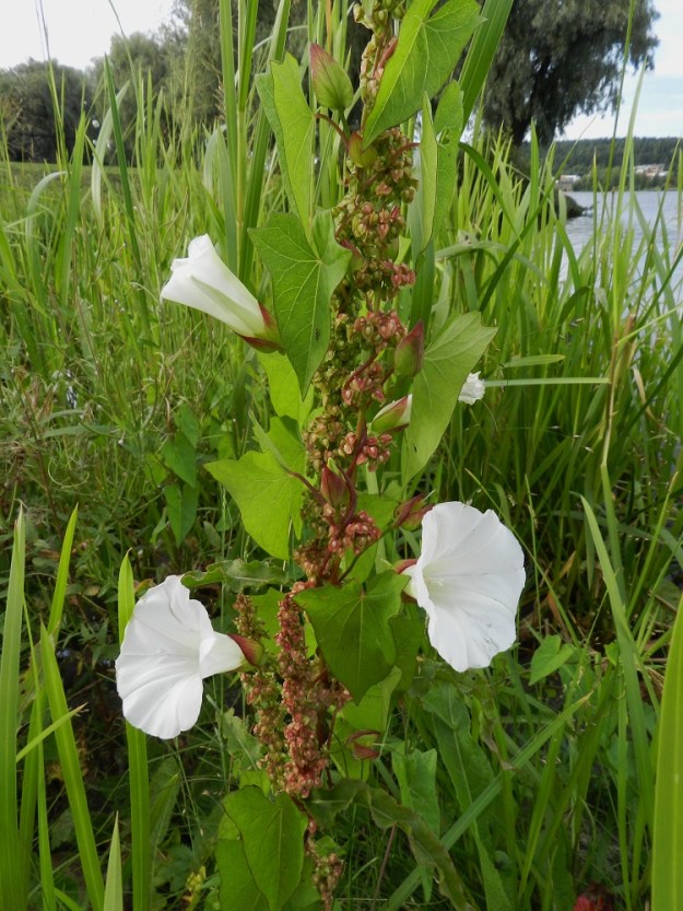 Convolvulus sepium - valkokarhunköynnös on monivuotinen, rento ja köynnöstävä ruoho, joka valon ja elintilan tavoittelussaan käyttää hyväkseen muita kasvuympäristönsä lajeja. Kuvassa halaukseen on joutunut rikkapoimuhierakka, Rumex crispus subsp. crispus. EH, Hämeenlinna, keskusta, Vanajaveden ranta Hämeen linnan pohjoispuolisen vallihaudan suualueella, 21.8.2012. Copyright Hannu Kämäräinen.