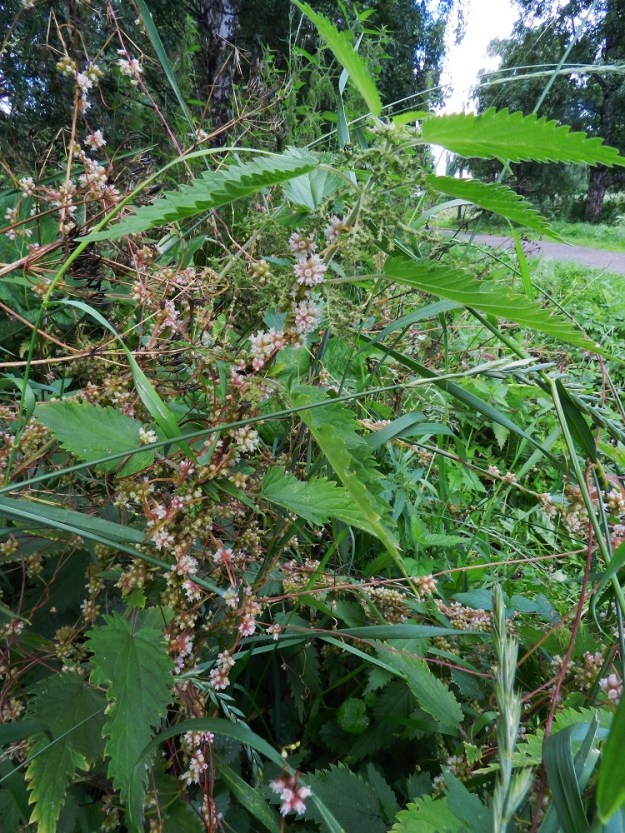 Cuscuta europaea subsp. europaea - humalanvieras on yksivuotinen, lehtivihreätön ja köynnöstävä ruoho, joka on täysloinen saaden kaiken ravintonsa ja vetensä muilta kasveilta. EH, Hämeenlinna, keskusta, Karnaalinpuisto, Linnaniemenkadulta Saaristenkadulle vievän Saaristenpolun varsi, 16.7.2011. Copyright Hannu Kämäräinen.