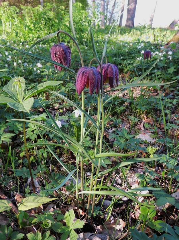 Fritillaria meleagris - kirjopikarililja on monivuotinen, pysty sipulikasvi, jonka maanpäällinen osa on kukintavaiheessa tavallisesti noin 15-30 cm korkea. Kuvassa on seuralaisena mm. (lehto)sudenmarja, Paris quadrifolia. A, Jomala, Ramsholm, luonnonsuojelualue, niemen rantaniitty, 25.5.2013. Ellei toisin mainita, kuvat ovat tältä samalta kasvualueelta. Copyright Hannu Kämäräinen.