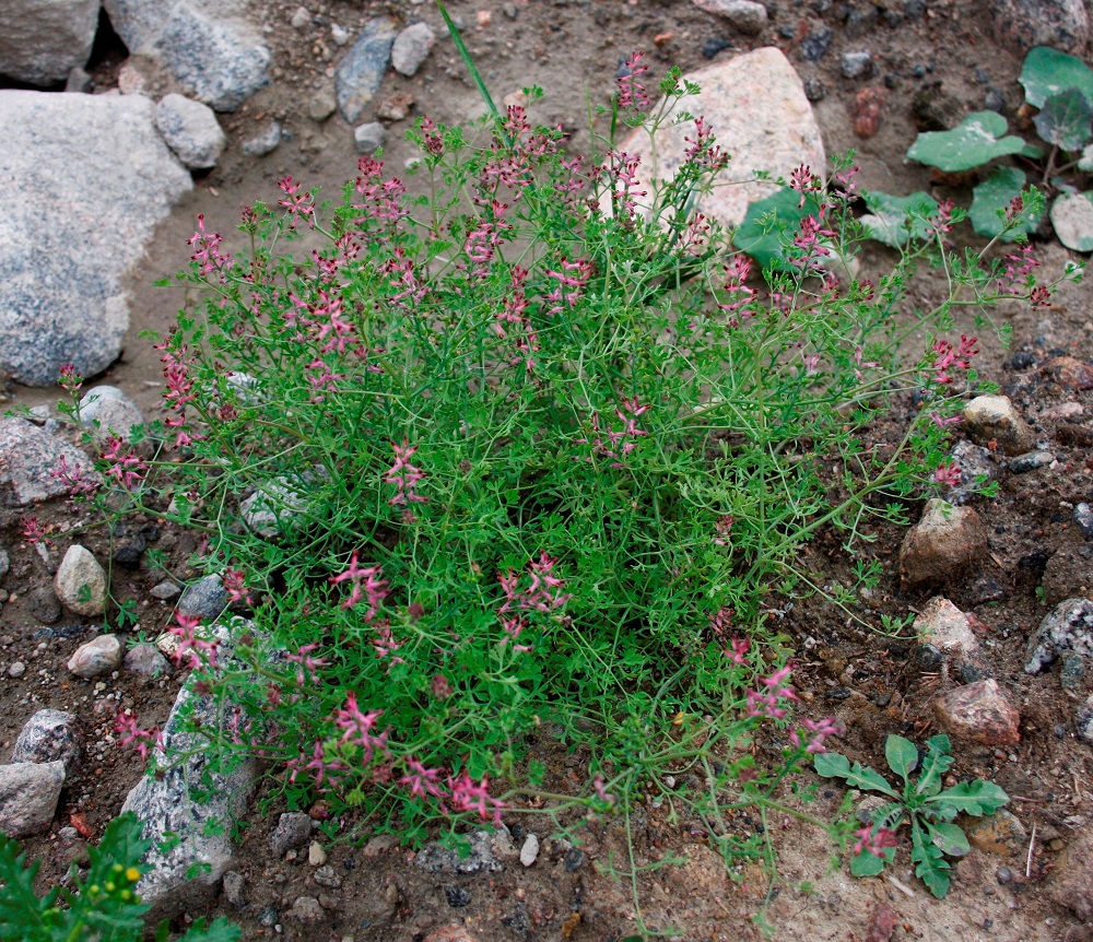 Fumaria officinalis - peltoemäkin varret ovat tyvestä alkaen tai ylempää toistuvasti haarovia ja kasvavat usein niin tiheässä ja toisiinsa kietoutuneina, että yksilörajoja on vaikea hahmottaa. Yksin kasvaessaan sitä on helpompi tarkastella ja sen koristeellisuus tulee paremmin esiin. EH, Hämeenlinna, Majalahti, Louhoksentien varren maanläjitysalue, 21.8.2010. Ellei toisin mainita, kuvat ovat tältä samalta kasvupaikalta. Copyright Hannu Kämäräinen.