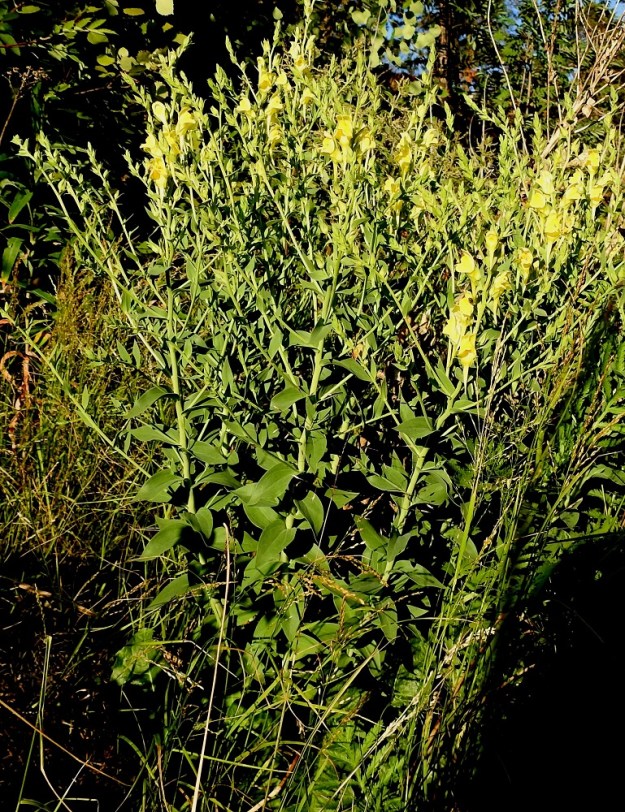 Linaria genistifolia subsp. dalmatica - isohärmäkannusruoho on monivuotinen, pysty ja tanakkavartinen ruoho, joka on tavallisesti noin 40-100 cm korkea. Juurakko on vankka ja haarova synnyttäen monivartisia kasvustoja. U, Helsinki, Laajasalo, Gunillantien ja viereisen kallioalueen välinen täyttömaaniittykaista, 27.6.2018. Koko kuvasarja on samalta kasvupaikalta. Copyright Hannu Kämäräinen.