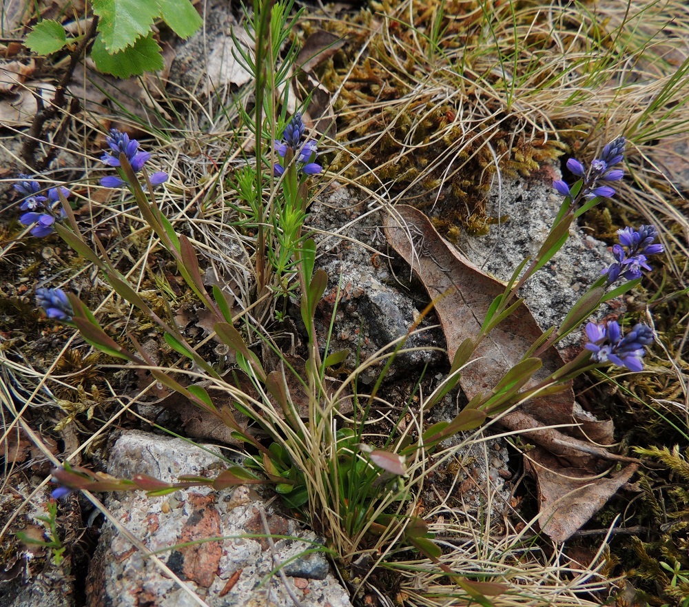 Polygala amarella - katkeralinnunruoho on monivuotinen, usein monivartinen ja koheneva ruoho, jonka tyvellä on kukintavaiheessakin lehtiruusuke. A, Lemland, eteläpää, Björkö, Herröskatanin luonnonsuojelualue, keskiosan kallioketoalue, Venäjän vallan aikaisen kivirakennelman reunustaman kallion päällys 26.5.2013. Copyright Hannu Kämäräinen.
