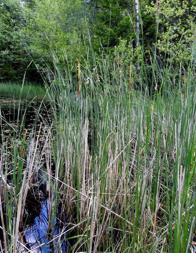 Typha angustifolia - kapeaosmankäämi muodostaa usein tiheitä ja laajojakin kasvustoja. Kasvupaikkoina ovat lähinnä järvien ja vähäsuolaisten murtovesilahtien rannat ja matalat rantavedet sekä toisinaan lammikot ja muut vesialueet. Laji kasvaa yleensä vesirajassa ja rantavedessä. V, Kemiönsaari, Västanfjärd, Jerikontien länsipuolella oleva Norrlammalan entinen kalkkilouhosalue, Pappilan (Prästgård) louhosalueen vedellä täyttyneen louhoksen kapeahko rantakosteikko ja rantavesi, 11.7.2023. Koko kuvasarja on samalta kasvupaikalta. Copyright Hannu Kämäräinen.