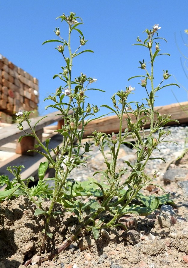 Chaenorhinum minus - (pikku)kissankidan varret ovat usein jo alaosastaan alkaen runsaastikin haarovat. U, Helsinki, Laajasalo, Kruunuvuorenranta, Koirasaarentien päästä entisen öljysataman laiturille vievän tieuran varsi, 21.7.2022. Copyright Hannu Kämäräinen.