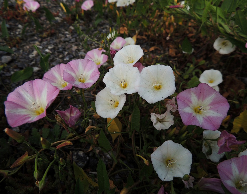 Convolvulus arvensis - peltokierron teriö on valkoinen tai vaihtelevasti vaaleanpunainen samallakin kasvupaikalla. 12.7.2014. Copyright Hannu Kämäräinen.