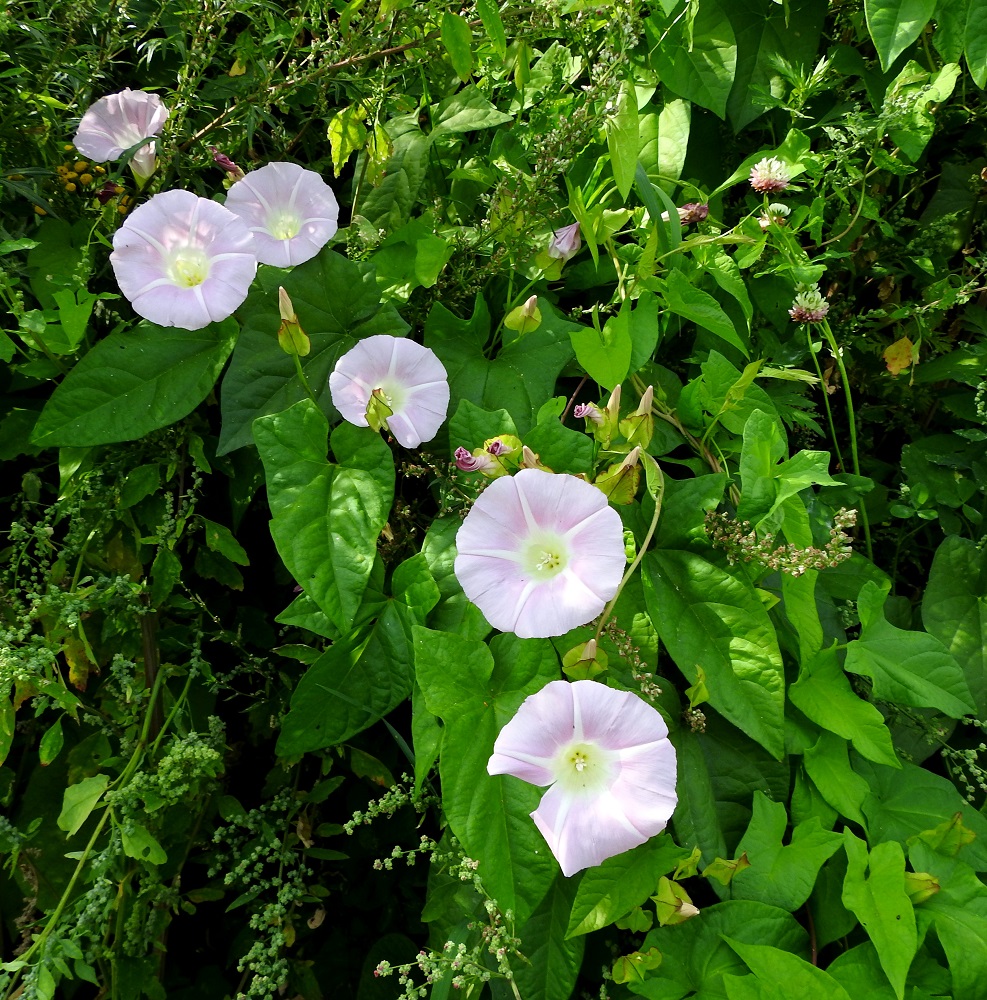 Convolvulus dahuricus - punakarhunköynnös synnyttää nopeakasvuisesti laajoja, tiheitä lehtimattoja muun kasvillisuuden päälle. Laajakin kasvusto on usein yhtä ja samaa yksilöä, jonka haarovat varret voivat olla monimetrisiä. 15.8.2022. Copyright Hannu Kämäräinen.