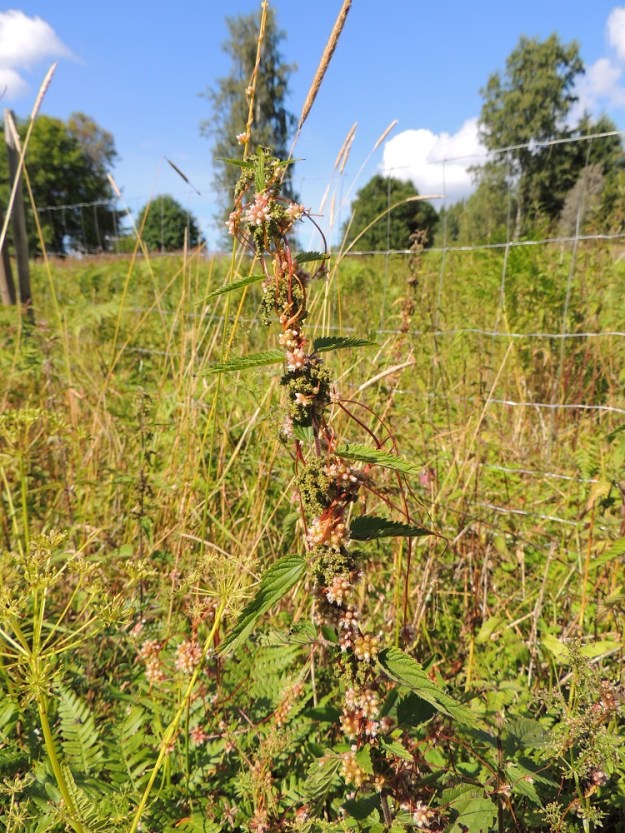 Cuscuta europaea subsp. europaea - humalanvieras kasvaa nimestään huolimatta useimmin isonokkosella, Urtica dioica. EH, Padasjoki, Vesijako, Jussilan tila, Uusi-Nuuttilantien ja Hakaperäntien kulmauksessa olevan lammasaitauksen vierus kallioalueen laidassa, 9.8.2015. Copyright Hannu Kämäräinen.
