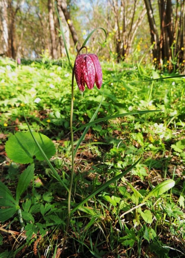 Fritillaria meleagris - kirjopikarililjan varsi on haaraton. Varsilehtiä on yleensä neljästä kuuteen. Ne ovat varrella kierteisesti harvakseen. Kuvassa on seuralaisena mm. komealehtoleinikki, Ranunculus elatior. 25.5.2013. Copyright Hannu Kämäräinen.