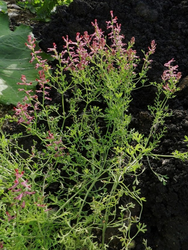 Fumaria officinalis - peltoemäkki on yksivuotinen, pysty, koheneva tai rento ja myrkyllinen ruoho, joka on tavallisesti noin 20-60 cm pitkä. 9.8.2011. Copyright Hannu Kämäräinen.