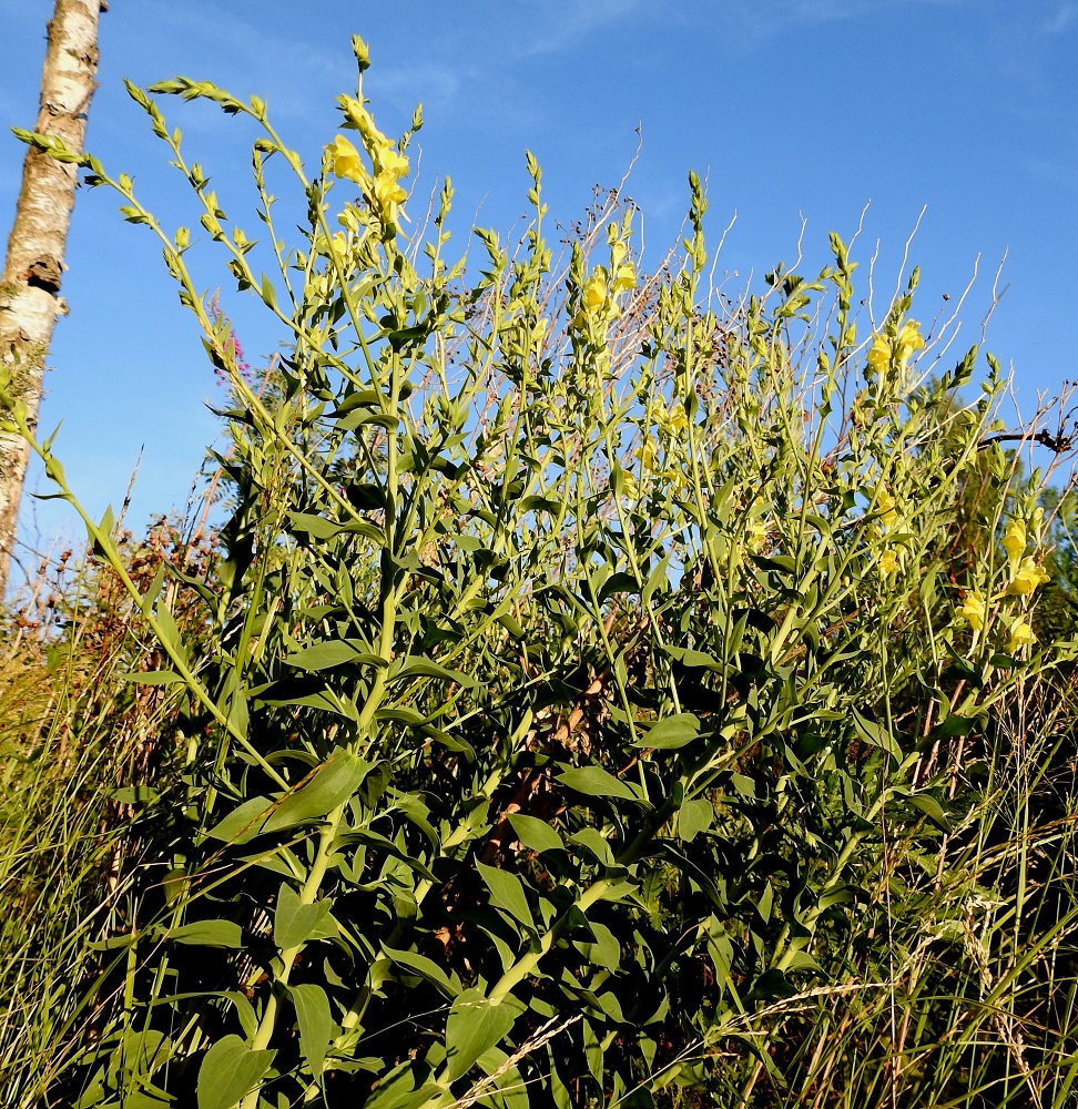 Linaria genistifolia subsp. dalmatica - isohärmäkannusruohon varret ovat useimmiten ainakin yläosastaan runsaastikin haarovia. Haarat ovat monesti pitkiä ja toistamiseen haarovia. 27.6.2018. Copyright Hannu Kämäräinen.