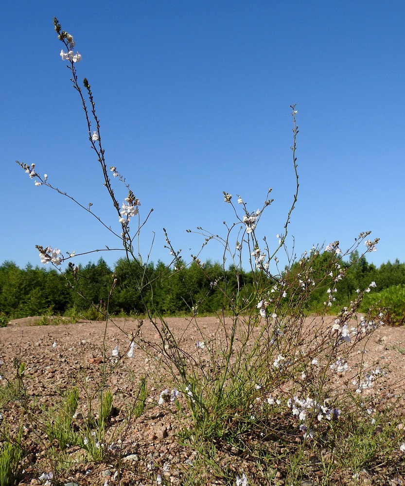 Linaria repens - juovakannusruohon monivartisissa kasvustoissa osa varsista on myös kohenevia. Varret ovat haarattomat tai useimmiten kuvan tavoin yläosastaan runsaastikin haarovat. Haarat ovat monesti pitkiä ja toistamiseen haarovia. EK, Kotka, Halla, saaren laaja puuvarastoalue, kaakkoiskulman tyhjillään oleva kenttäalue, 28.6.2018. Copyright Hannu Kämäräinen.