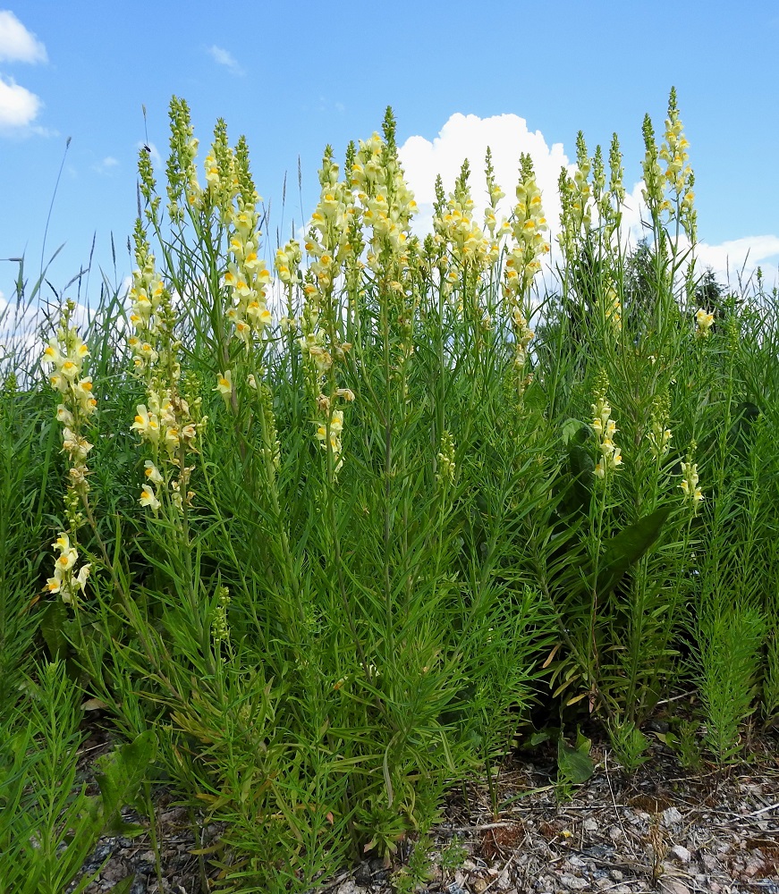 Linaria vulgaris - keltakannusruoho on monivuotinen, pysty ja tanakkavartinen ruoho, joka on tavallisesti noin 20-70 cm korkea. Varret ovat haarattomat tai latvan kukinto-osastaan runsaastikin haarovat. Laji on alkuperäinen Ahvenanmaalla ja etelä- sekä länsirannikolla. Muualla Suomessa se on vakiintunut uustulokas. EH, Hämeenlinna, Loimalahti, Sampo, Sammonojantien ja Ali-Raakkulantien kulmauksessa olevan entisen peltoalueen laide, 14.7.2018. Copyright Hannu Kämäräinen.