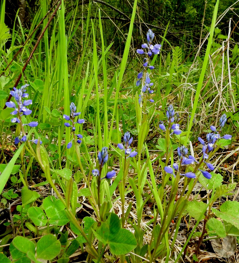 Polygala amarella - katkeralinnunruohon varret ovat kukintoineen tavallisesti noin 5-20 cm pitkät. Kukat ovat yleensä siniset. EH, Kouvola, Kuusankoski, Kuusaanlammen ja Ahlmanintien lounaispuolella oleva Saksanaho, metsittynyt, entinen puutavaran varastointi- ja lautatarha-alue lähellä rautatietä, 11.6.2017. Copyright Hannu Kämäräinen.