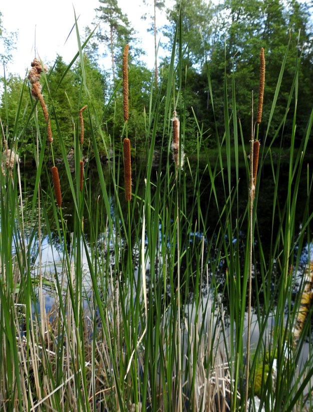 Typha angustifolia - kapeaosmankäämi on monivuotinen, pysty ja kokoonsa nähden ohutvartinen ruoho, jonka varsi kukintoineen on tavallisesti noin 1,5-2 m korkea. Toisinaan pituutta voi venähtää kolmekin metriä. 11.7.2023. Copyright Hannu Kämäräinen.