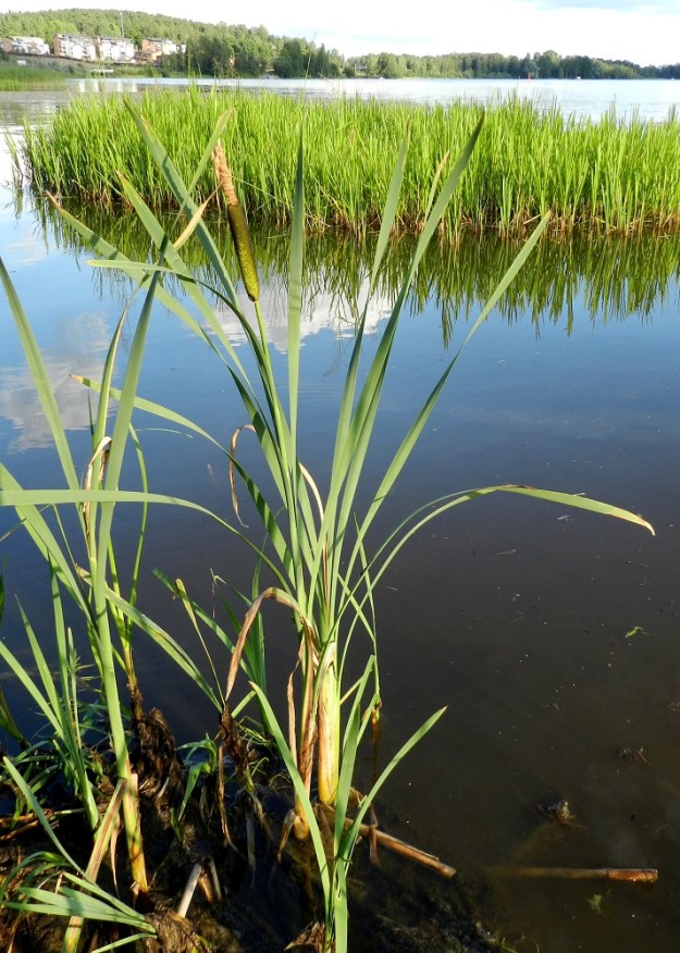 Typha latifolia - leveäosmankäämin varret ovat yleensä noin 1-1,5 metriä ja toisinaan kaksikin metriä korkeat. Ne ovat haarattomat ja monilehtiset. Lehdet ovat vuoroittain kahdessa rivissä pääosin varren alaosassa. Lehtilapa on tasasoukka, vaalean sinivihreä ja tavallisesti noin 40-160 cm pitkä. EH, Hämeenlinna, Sairio, Vanajaveden koillisranta rautatiesillan kaakkoispuolella, pitkospuisen rantapolun varsi, 27.7.2012. Copyright Hannu Kämäräinen.