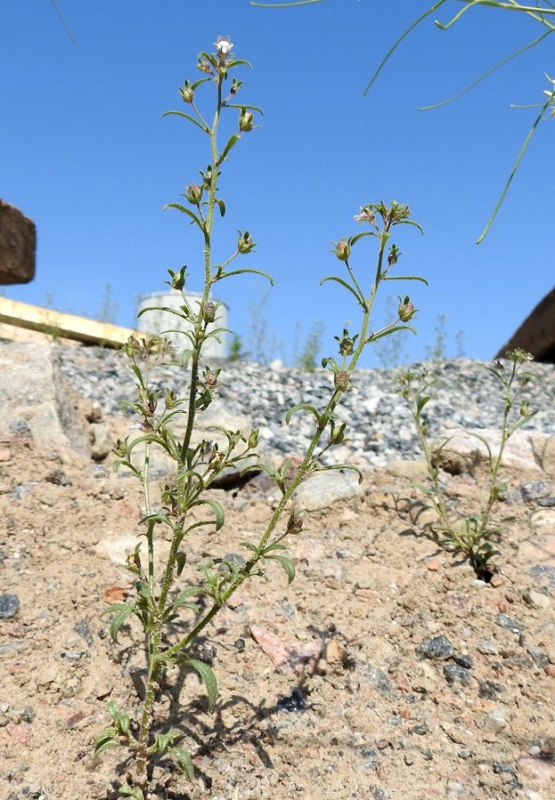 Chaenorhinum minus - (pikku)kissankidan kukinto muodostuu yksittäin lehtihangoissa olevista, pitkäperäisistä kukista. U, Helsinki, Laajasalo, Kruunuvuorenranta, Koirasaarentien päästä entisen öljysataman laiturille vievän tieuran varsi, 21.7.2022. Copyright Hannu Kämäräinen.